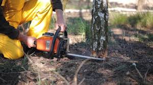 How Our Tree Care Process Works  in  Locust Grove, OK